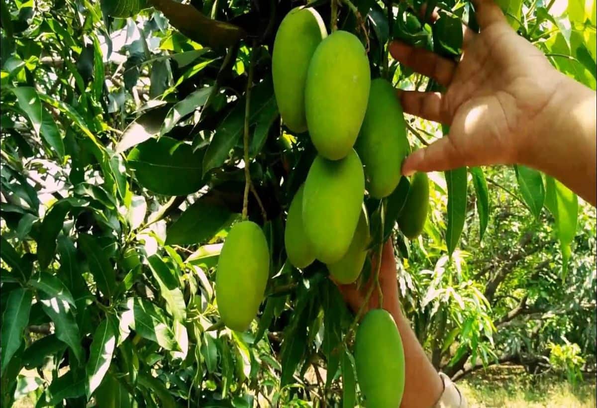 Do mango gardening in Uttar Pradesh, get subsidy from the government, take advantage like this – Uttar Pradesh Government Mango Gardening get subsidy for plants know take advantage