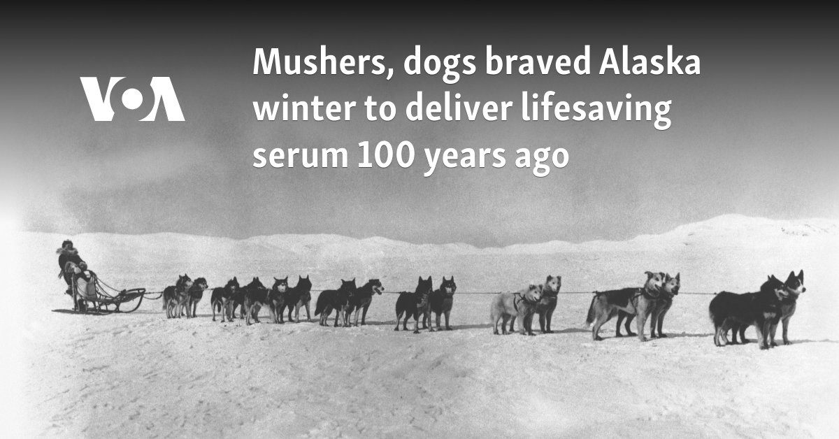 Mouss to give life -fingering serum 100 years ago, dogs provoked Alaska winter