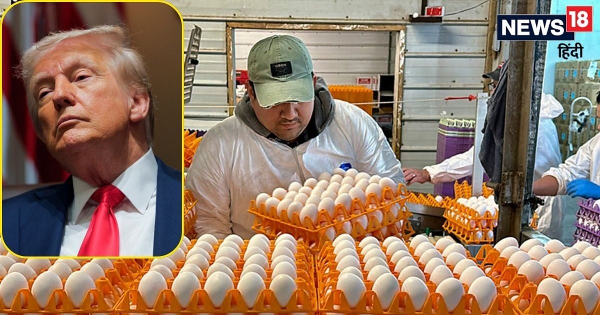 Bird flu prices increased in America, Trump’s new plan