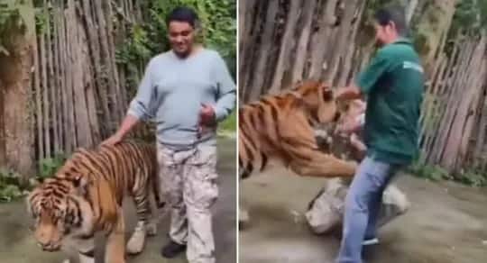 VIDEO: Indian tourist suddenly attacked tiger in Thailand, people were scared to see the video – Tiger Attacks Indian Tourist in Thailand Tiger Temple Video Went VIRAL