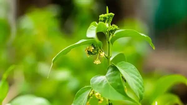 Diabetes: Diabetes is a boon for patients, this plant found in India, it works like this, know about it – Gurmar or Sugar Killer Plant This Plant Naturally Curb Sugar Crawings and Aid Diabetes MANAGEMENT