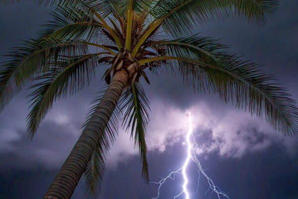 Missing palm trees and growing deaths! This is the big reason for the havoc of sky lightning in Bihar? – Bihar lightning missing palm trees and increasing deaths is this main reason for havoc of lightning explain