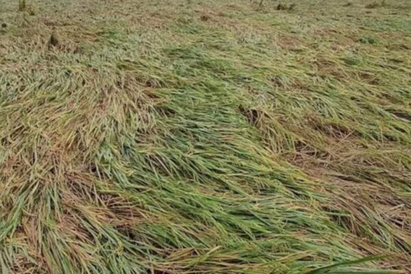 Rajasthan government came forward to help the farmers ruined by hail, approved ₹ 239 crore fund – Rajasthan CM Bhajanlal Sharma Approved Rs 239 Crore in Agricultural Input Subsidy to Help Over 70000 Farmers affected by hailstorms