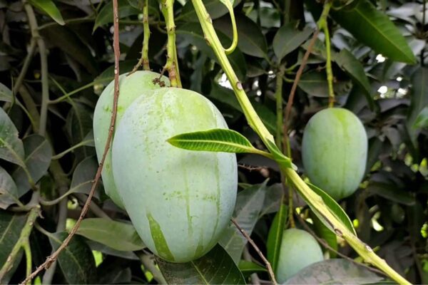 Langda Mango: Everyone laughs on hearing the name, but will be shocked to hear the story of ‘Langa Mango’! – Langda Mango History Varanasi Special Green Mango Story Know Here