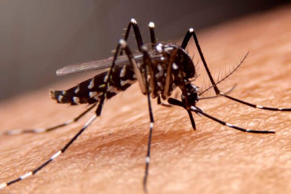 Mosquitoes are not good in summer and rain! Malaria will be 10 feet away from this desi jugaad – Homemade Natural Mosquito Repellent Keep Malaria and Dengue Away