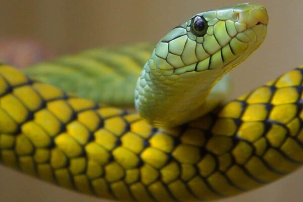 Snake: Do not slip from the tree, these snakes fly! Know why make ‘J’ shape – flying snakes amazing facts j shape glide Hopping Trees Know in Detail