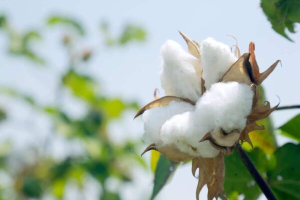 Commodity Market: Cotton and Textile Industries upset from US -Vietnam Deal, know what will be affected by experts – Commodity Market Cotton and Textile Industries are worried due to us vietnam deal know from experts affected